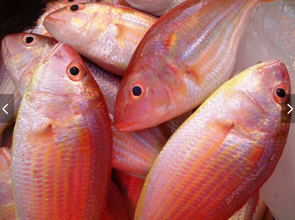 Threadfin bream "bisugo"