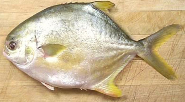 Frozen Golden Pompano