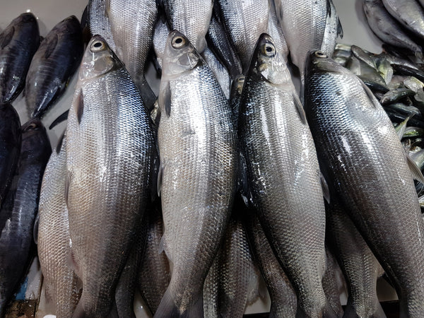 Milkfish