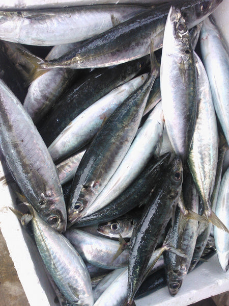 Round scad Golongong