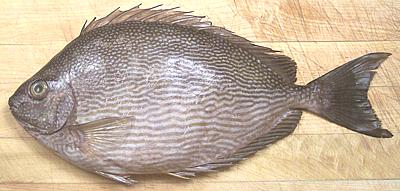 Rabbitfish – Phil Am Market
